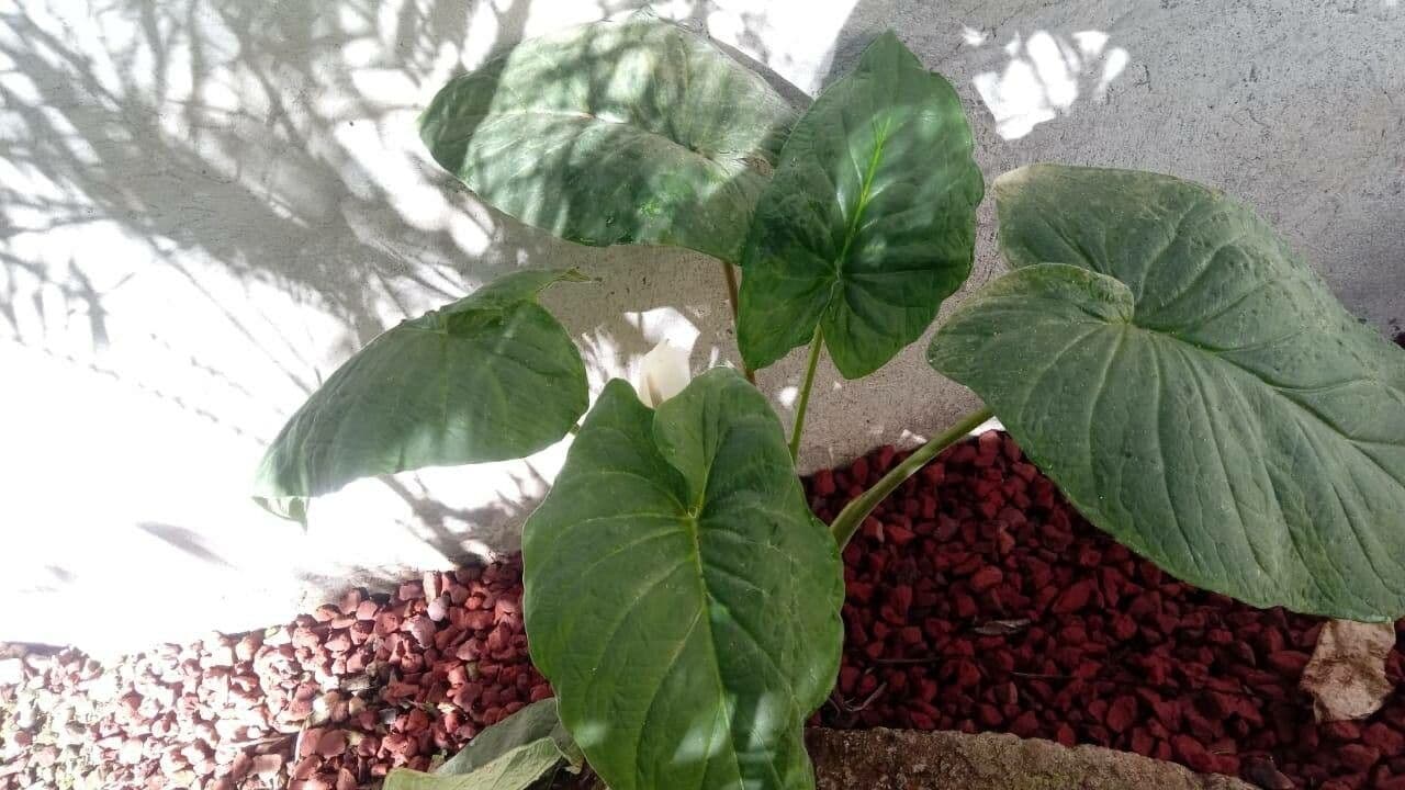 Xanthosoma 10