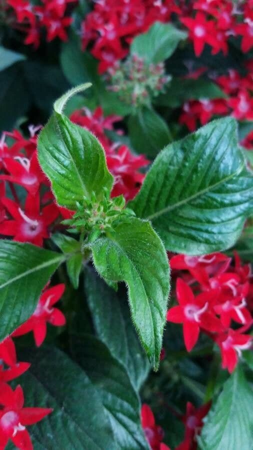 Pentas 17