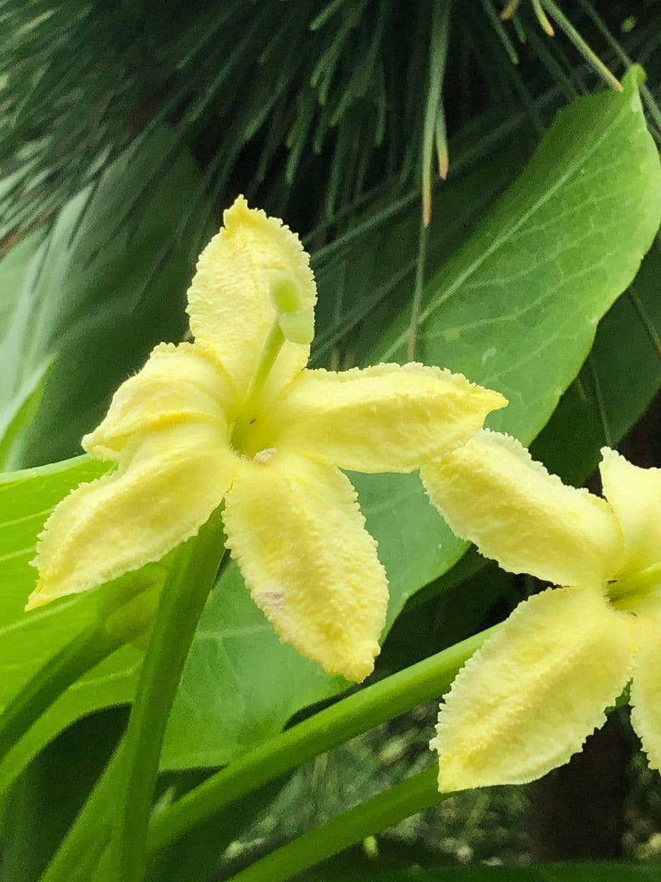 ʻŌlulu 5