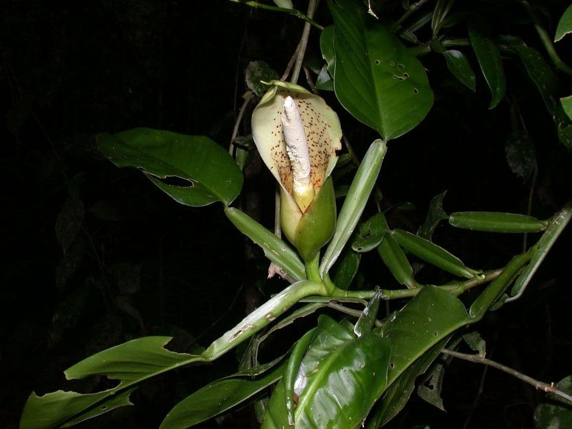 Filodendro 19
