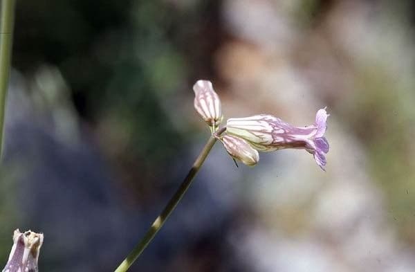 Silene pelosa 5