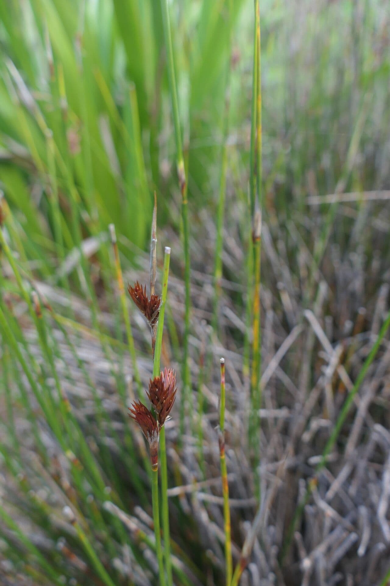 Thamnochortus