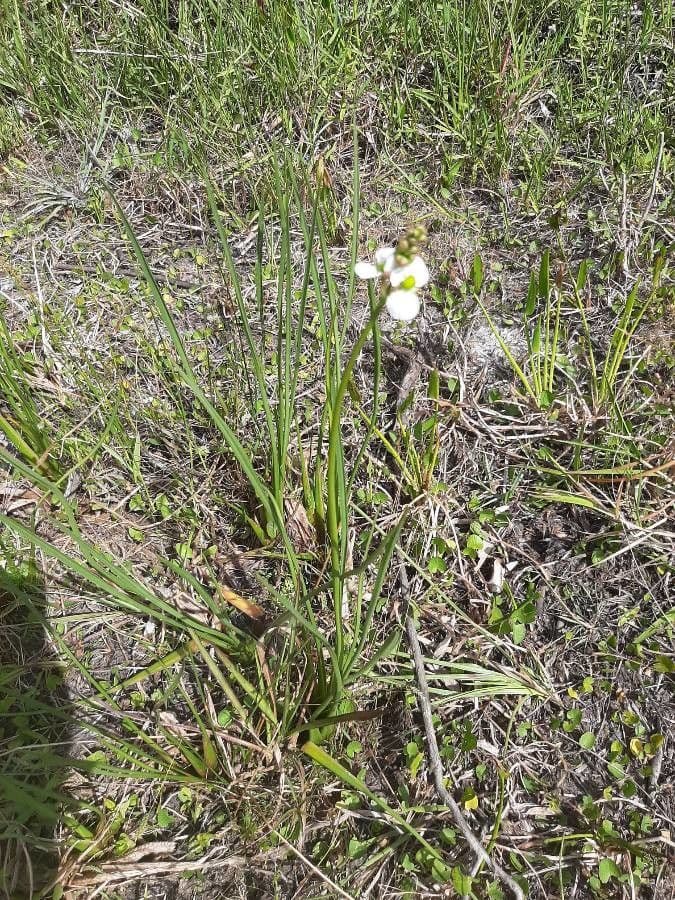 Sagittaria graminea 4