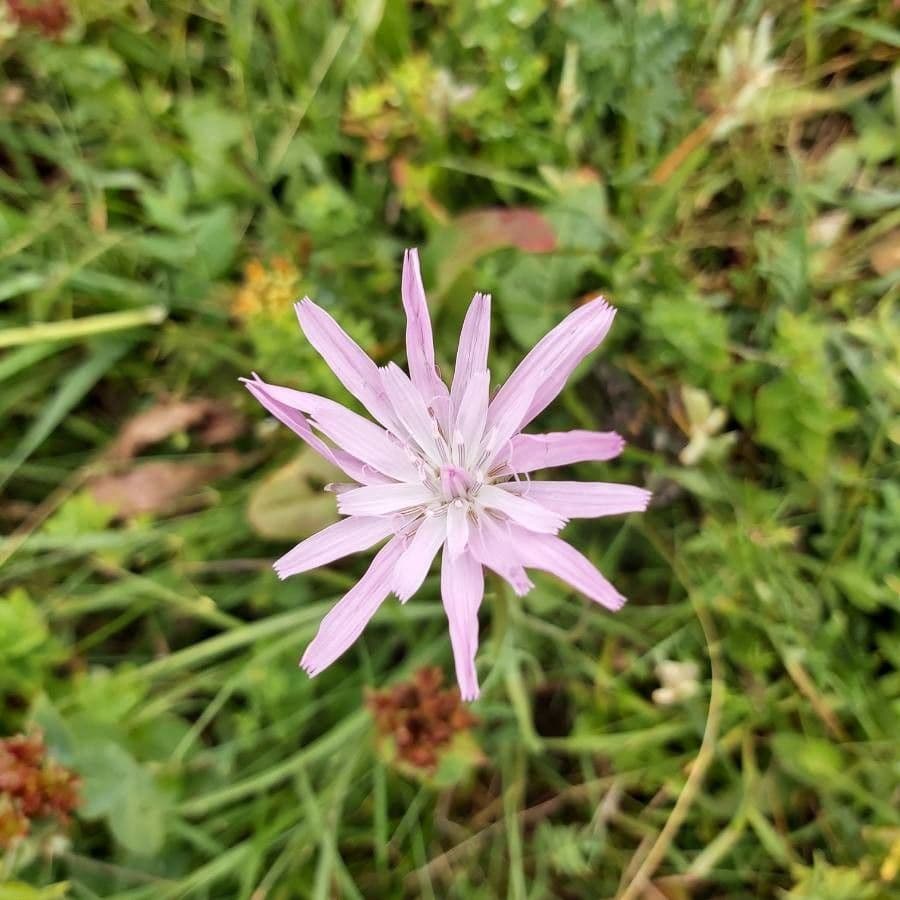 Podospermum 6