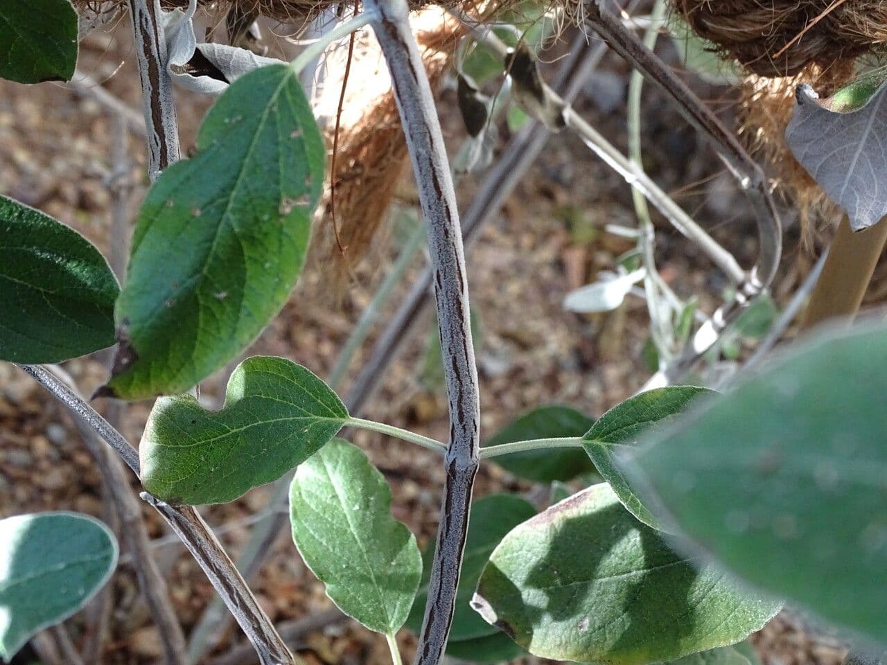 Salvia 15