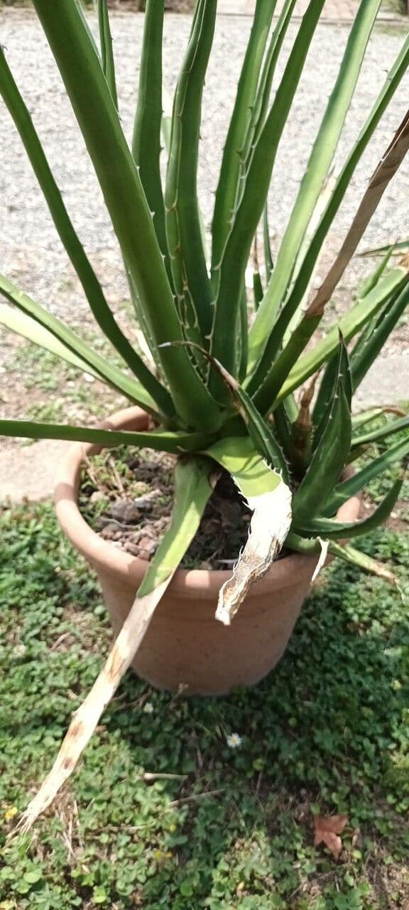 Agave