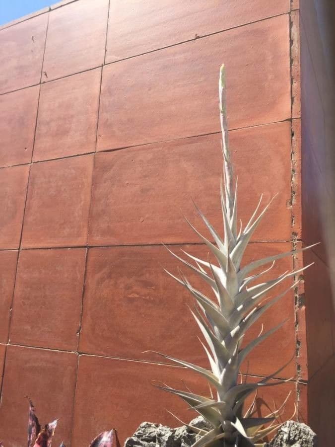 Tillandsia 7