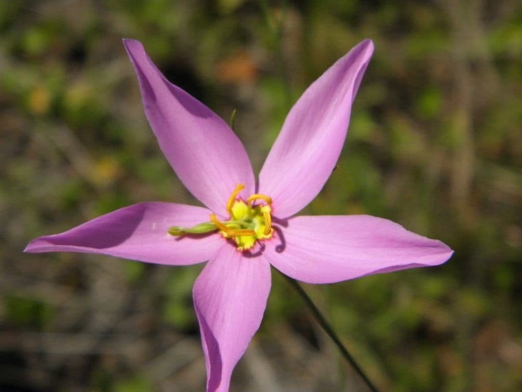 Großblütige Rosen-Enzian 2