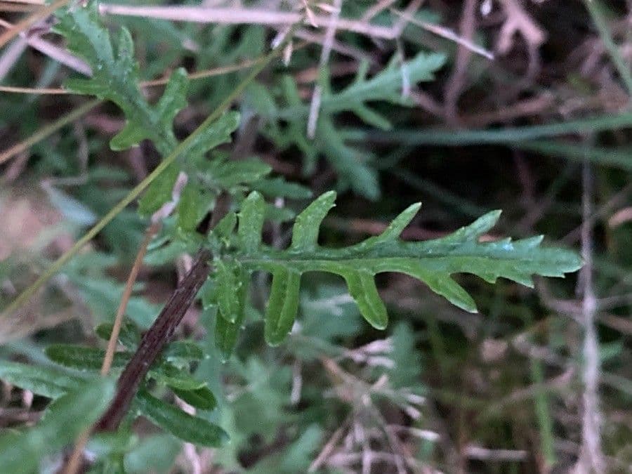 Senecione erratico 18