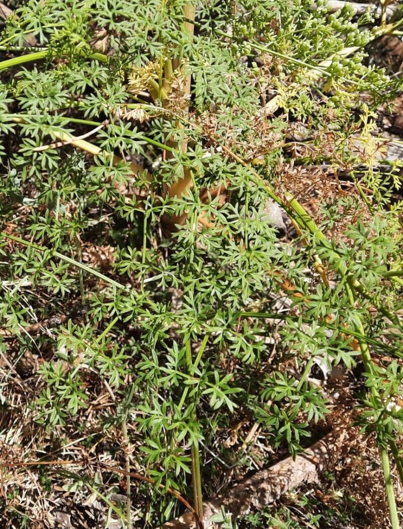 Ligusticum 8