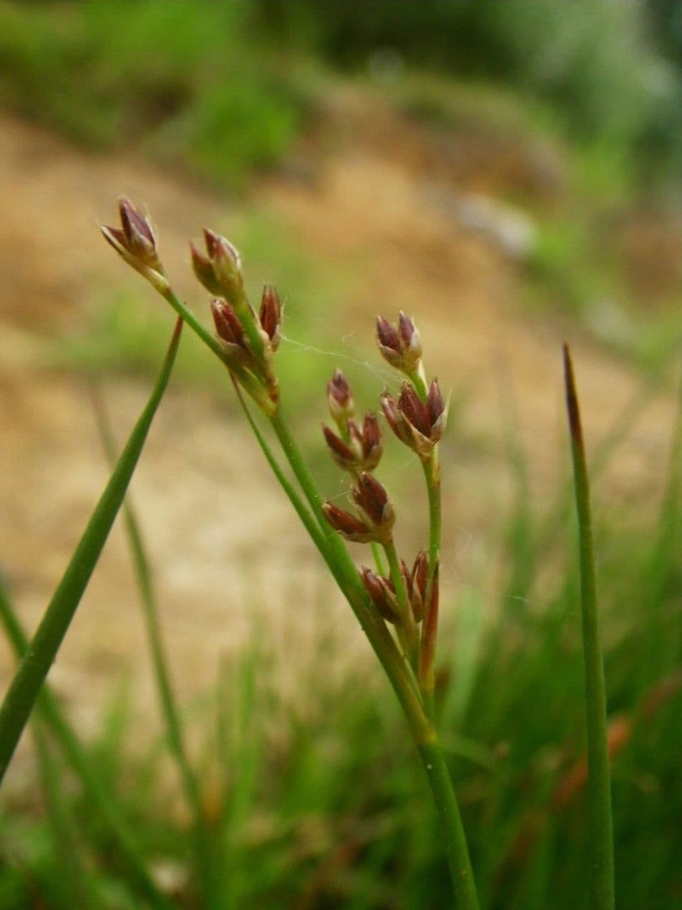 Juncus anceps 8