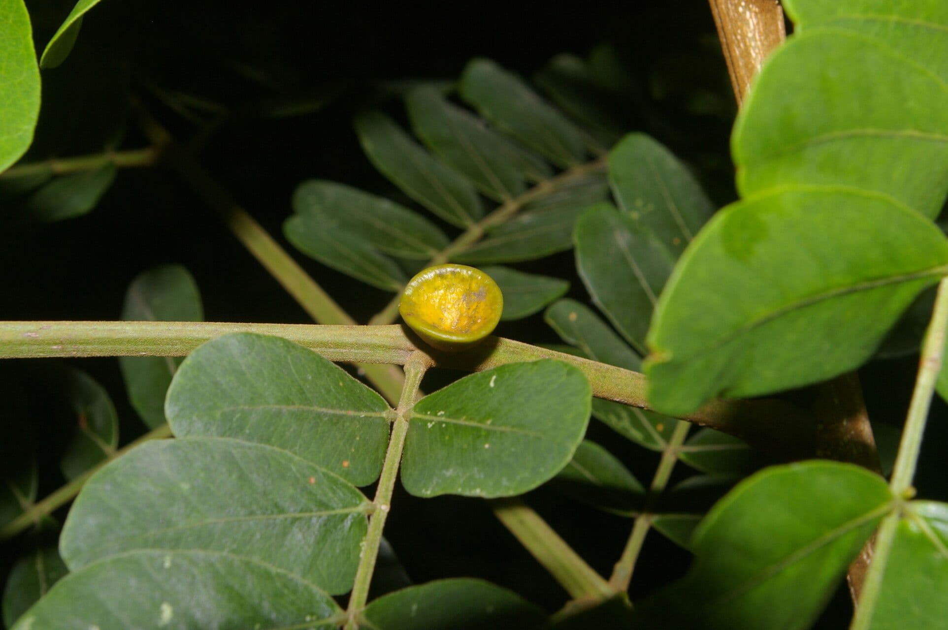 Jupunba 4