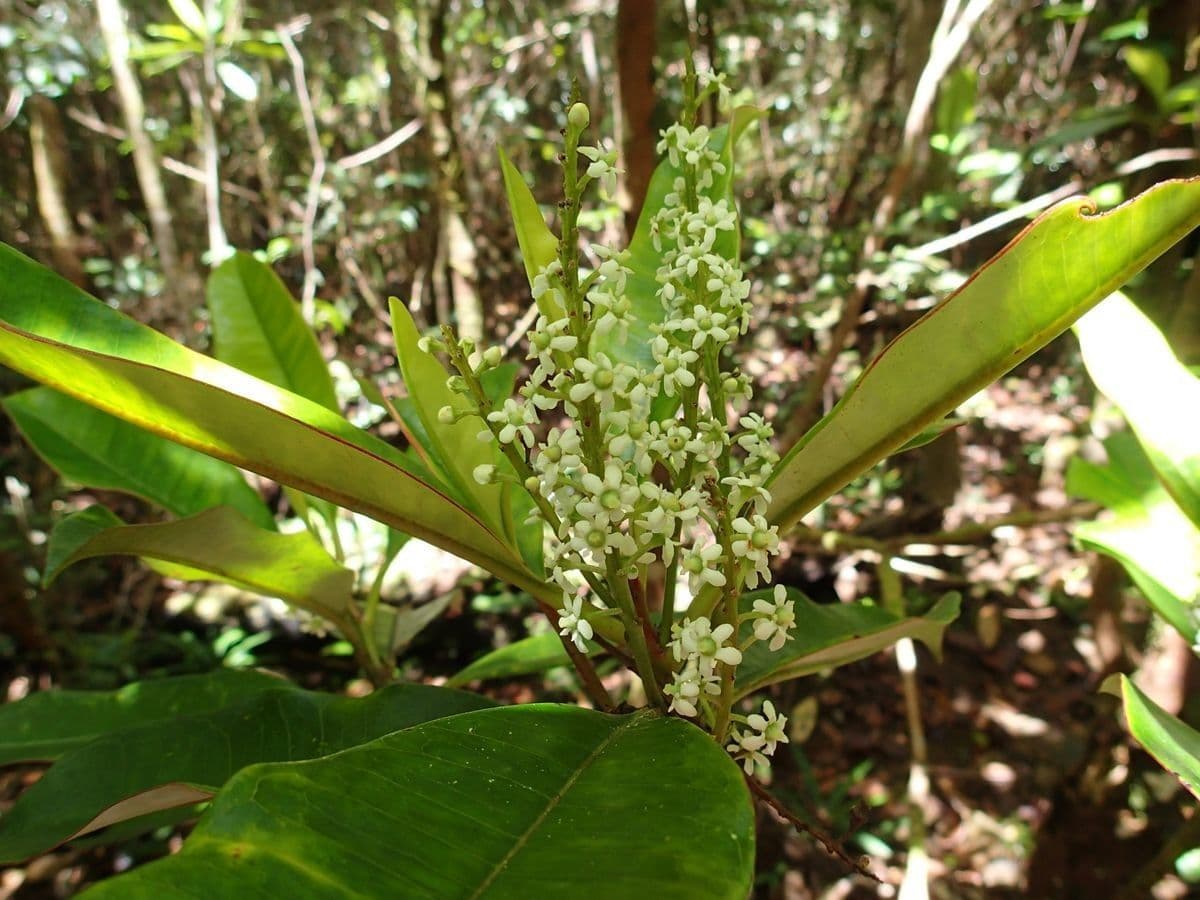 Quintinia 6