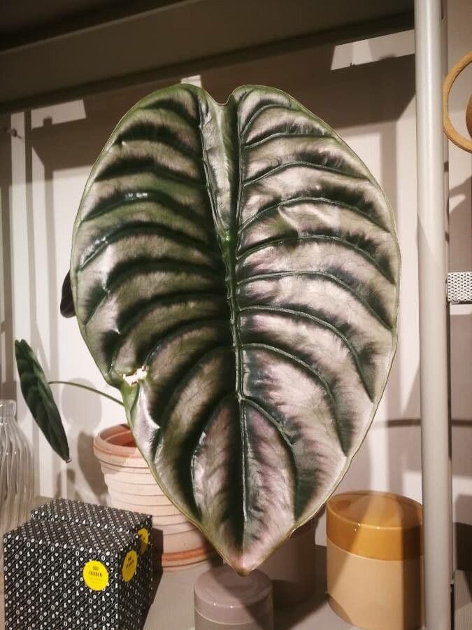 Alokasie