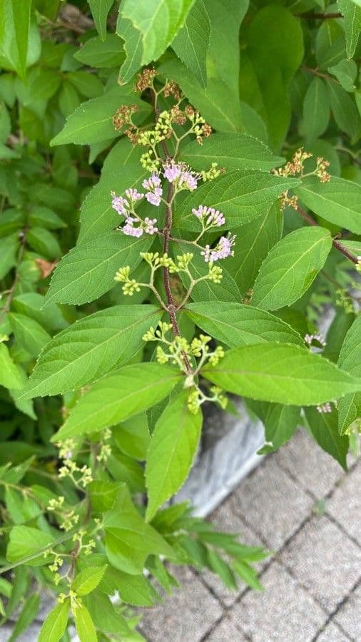 Callicarpa giapponese 9