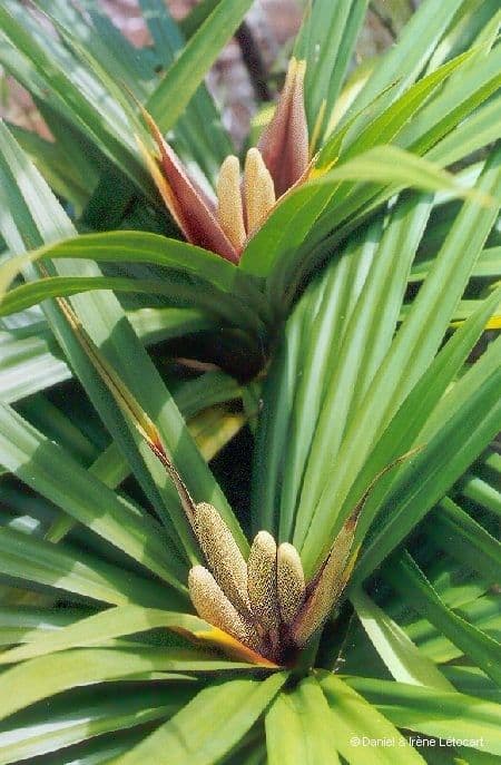 Freycinetia 2