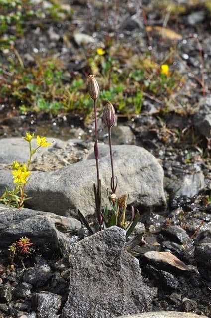 Silene uralensis 9
