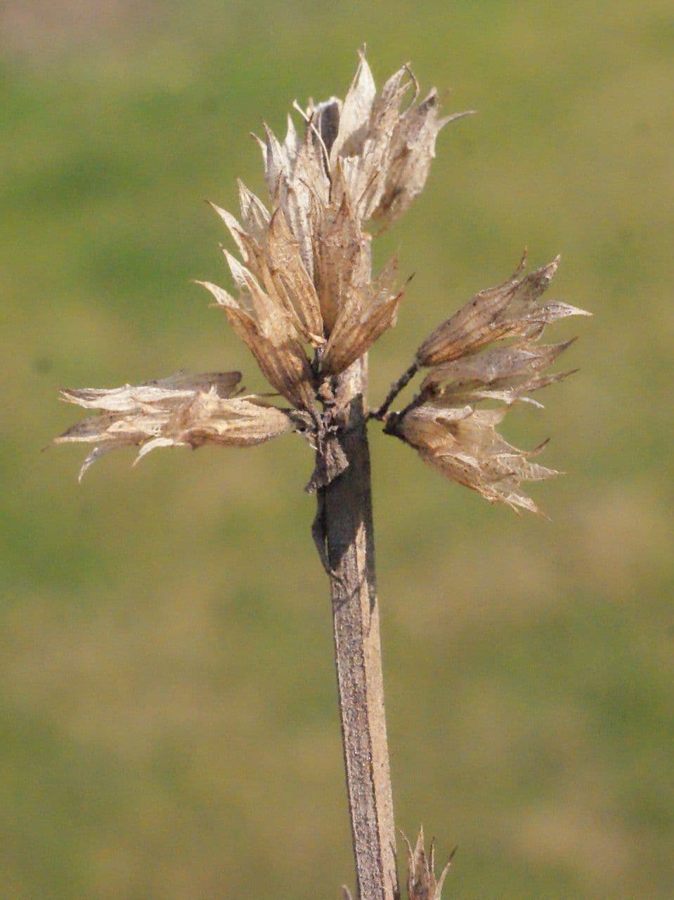 Issopo 4
