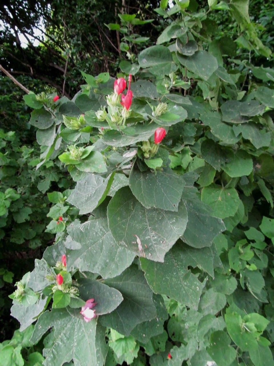 Pavonia 3
