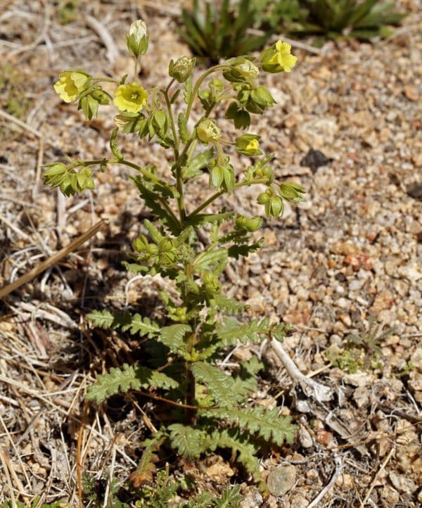 Emmenanthe penduliflora 11