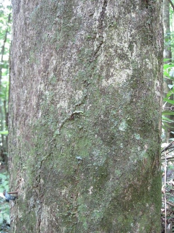 Mouriri angolocostata 4