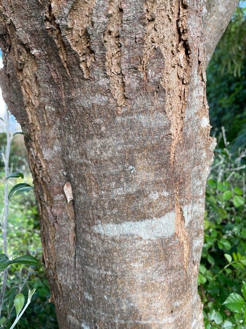 Sophora 21