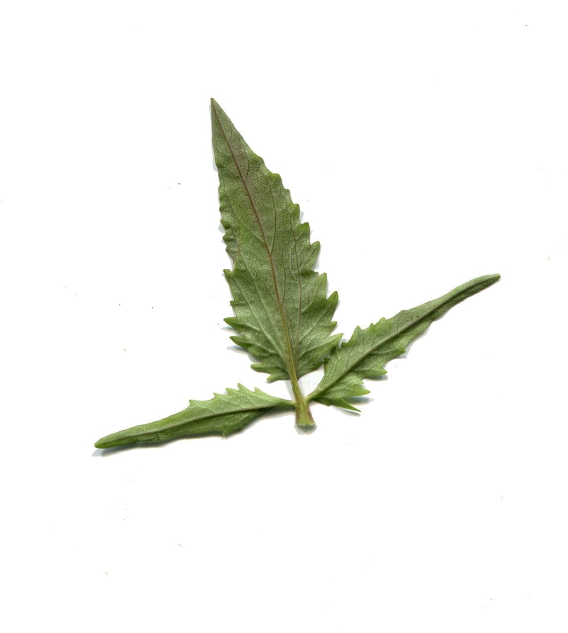 Valeriana trifogliata 26