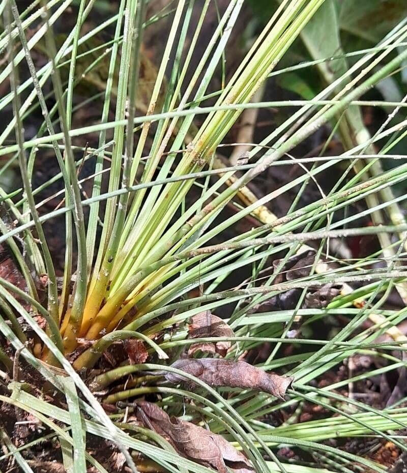 Tillandsia juncea 18