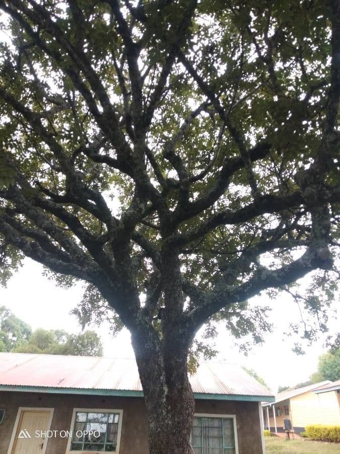 Lannea discolor 10