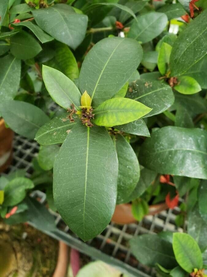 Ixora 13