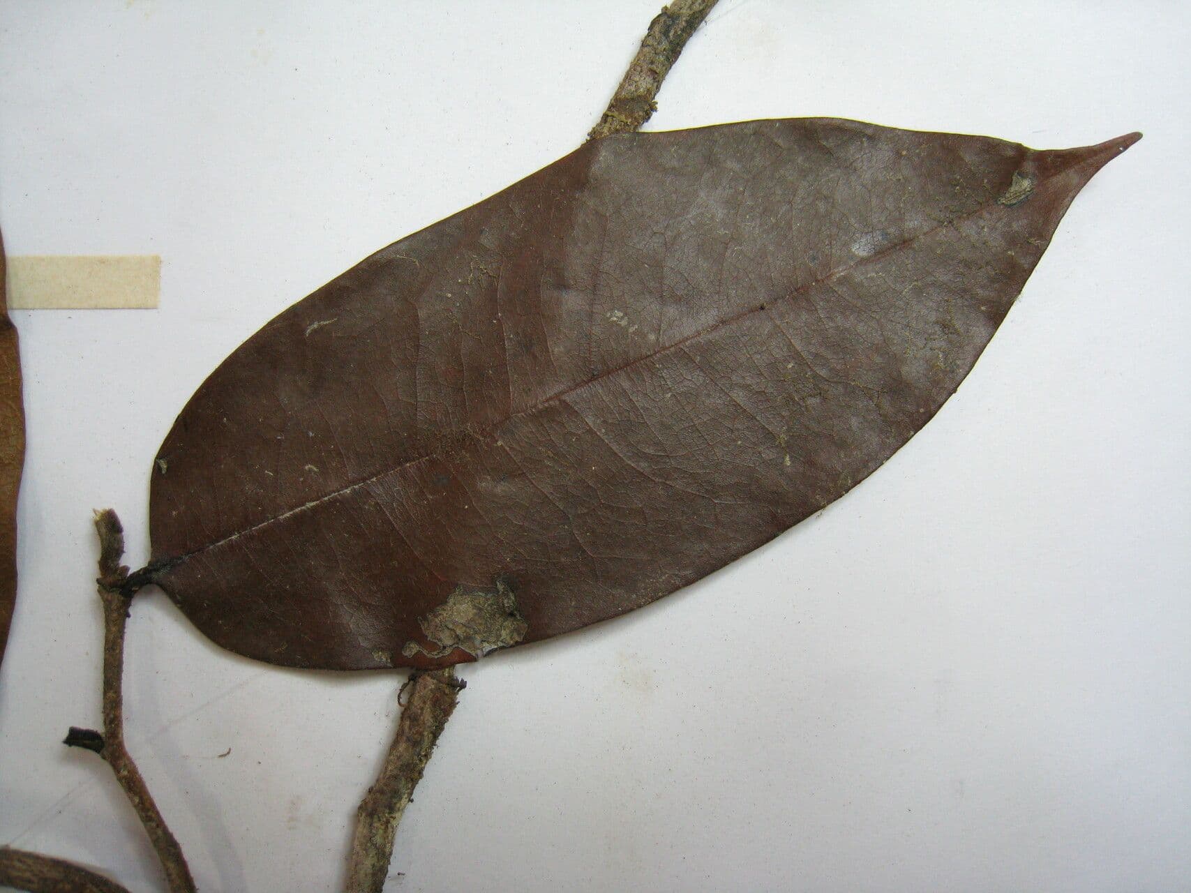Xylopia 10