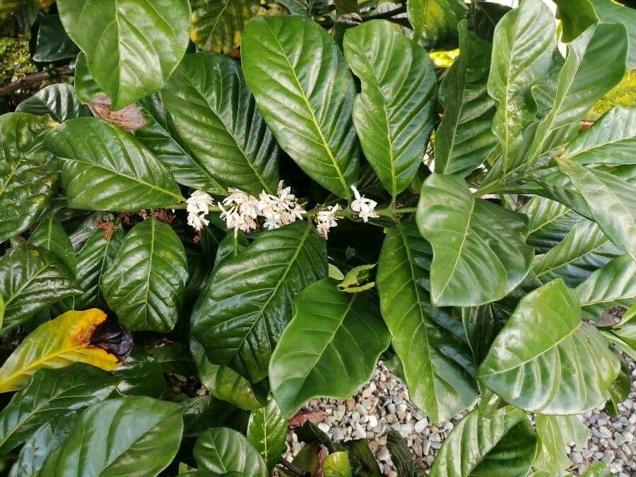 Caféier Robusta 12