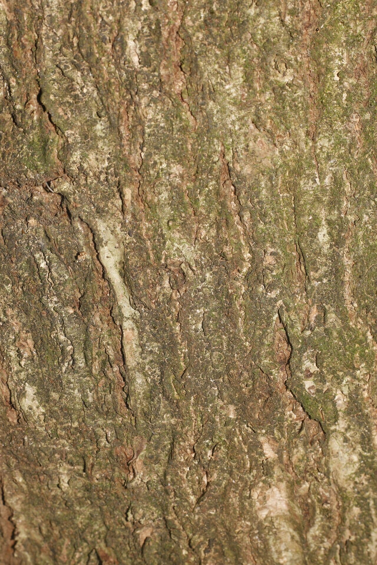 Prugna maiale 17