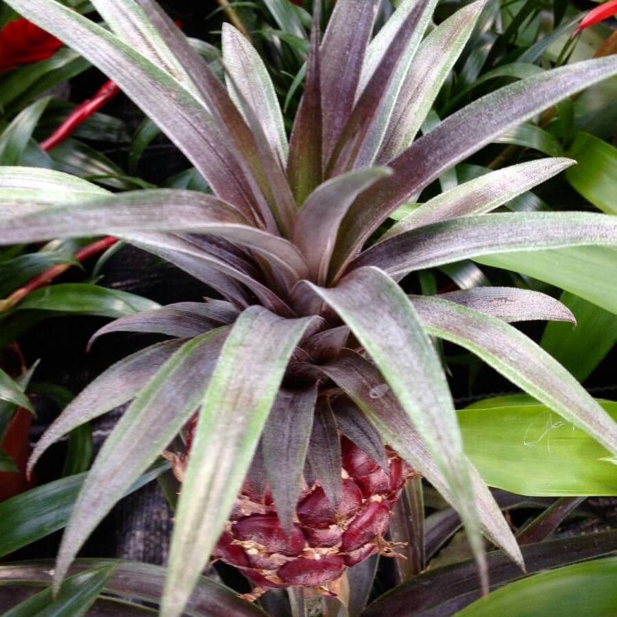 Ananas 16