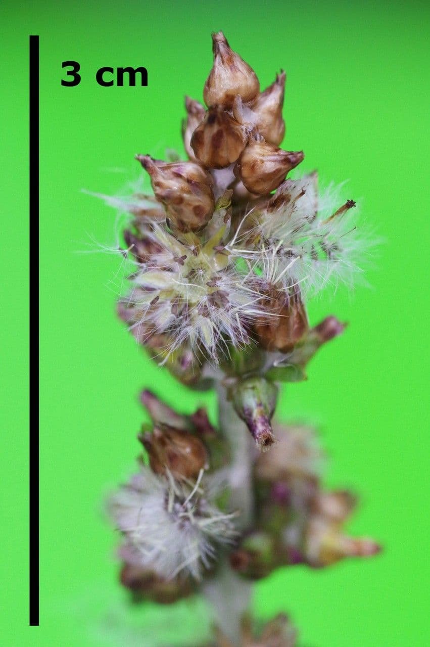 Gnaphalium americano 3