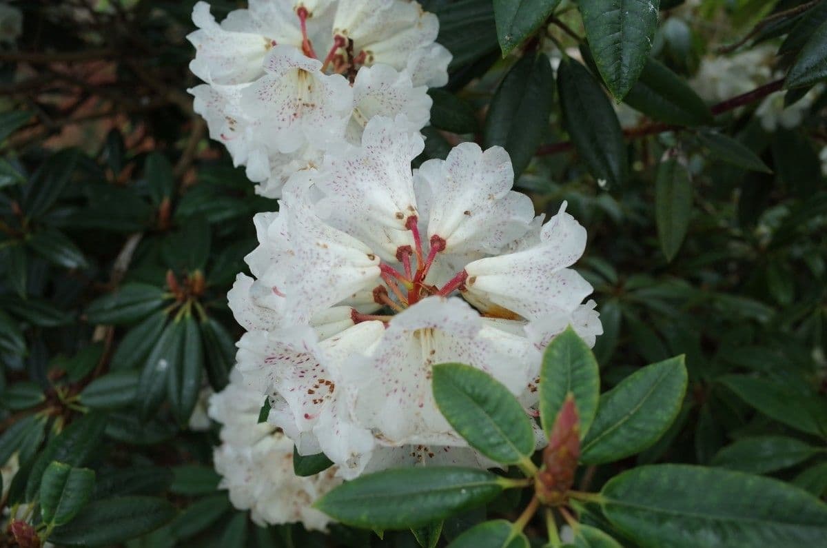 Różanecznik irroratum 5