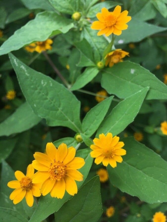 Mélampode divariqué 3