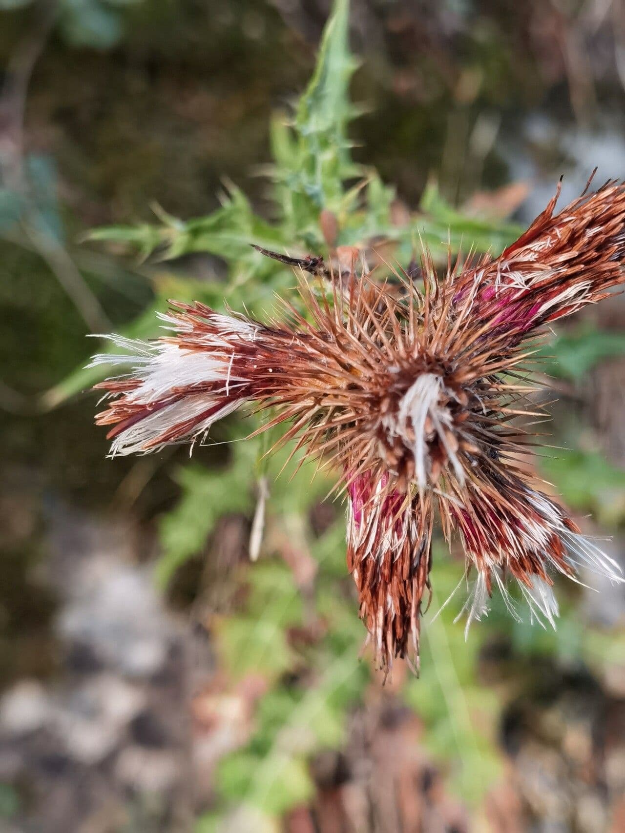 Ptilostemon strict 3