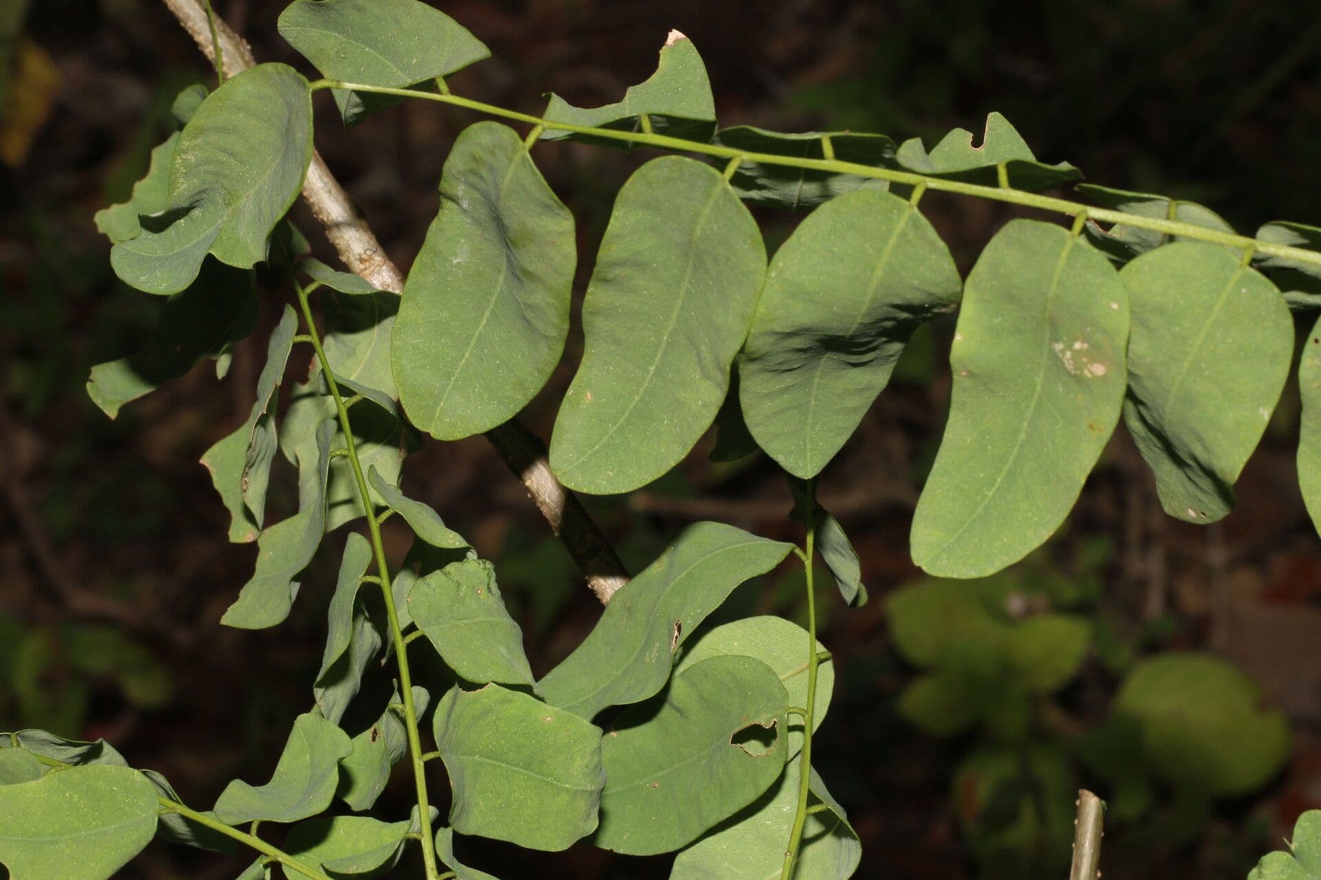 Myrospermum 5