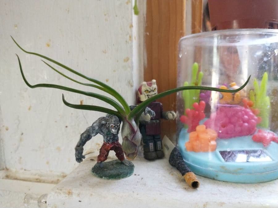 Tillandsia bulbosa 16