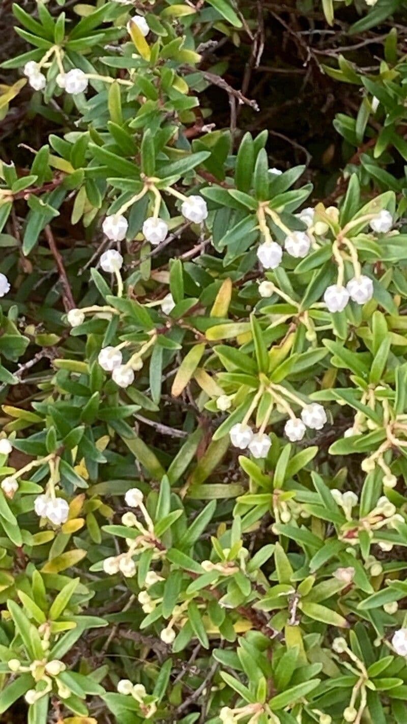 Androsace lattea 5
