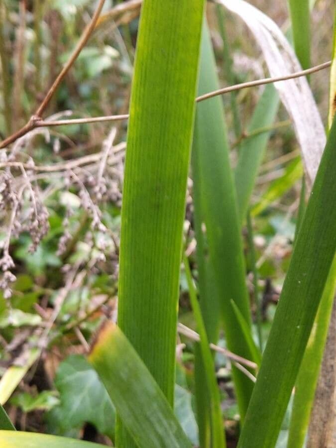 Iris fétide 17