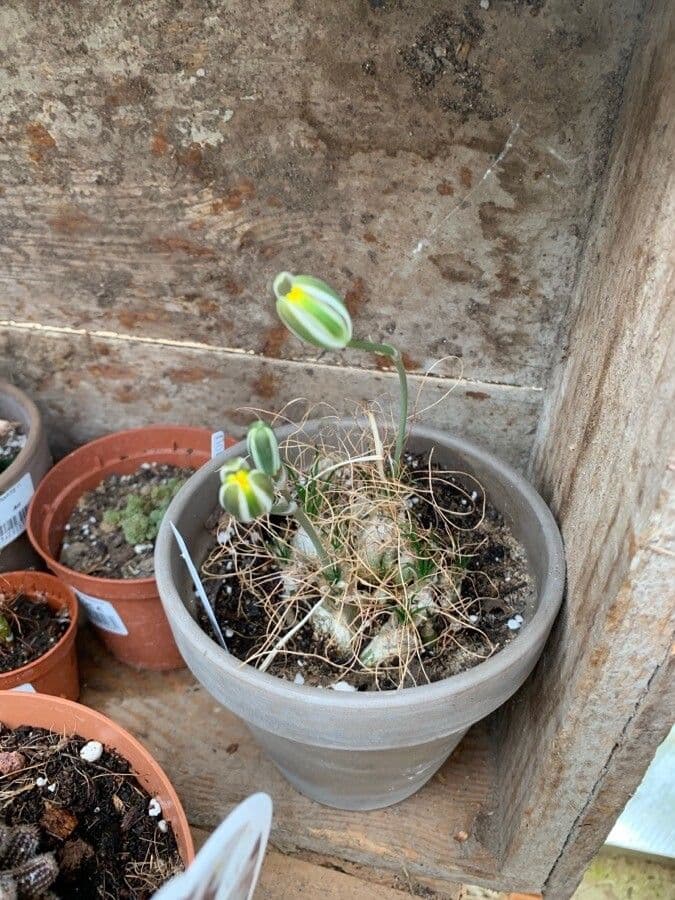 Albuca 2