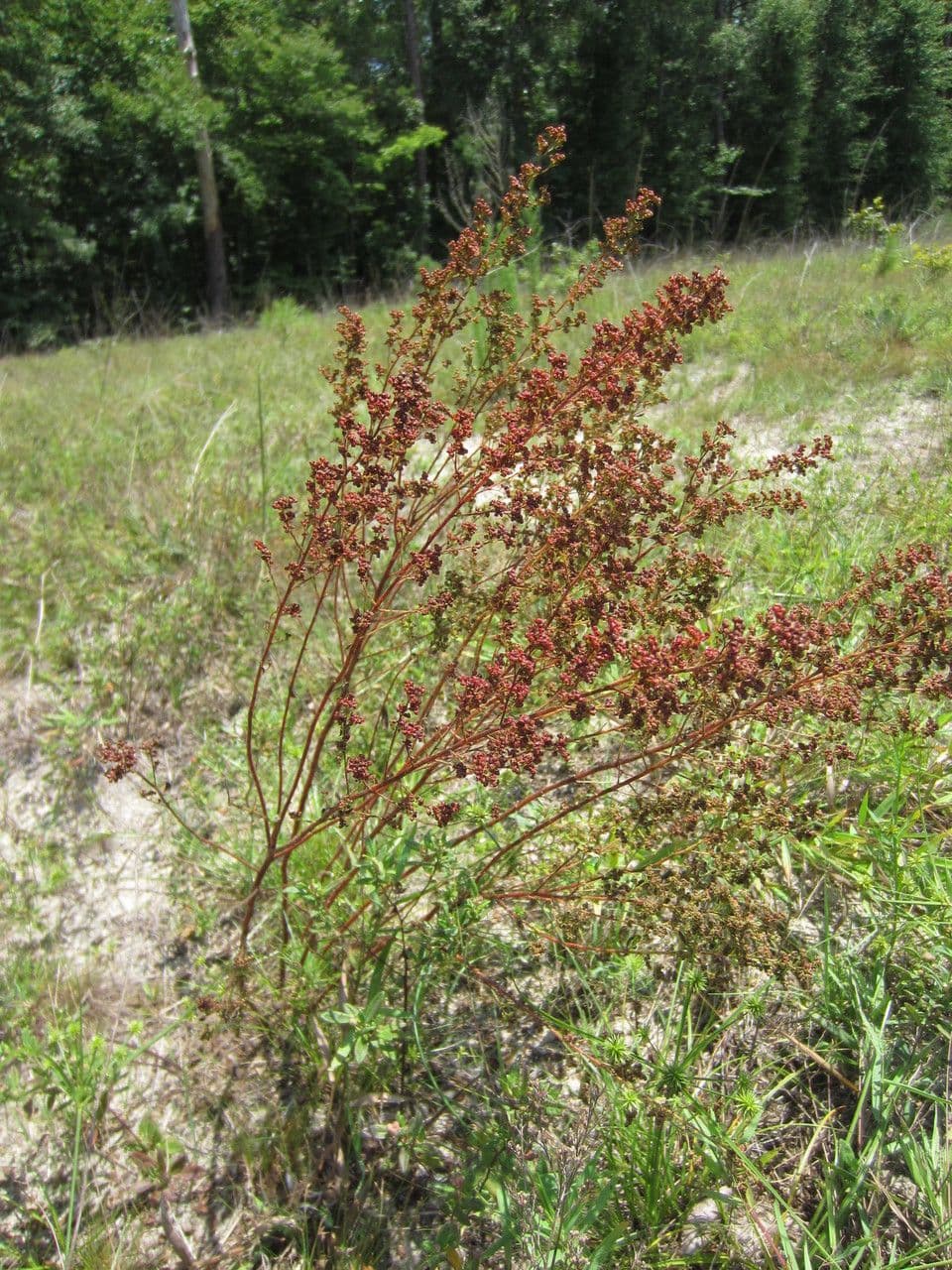 Lechea mucronata 4