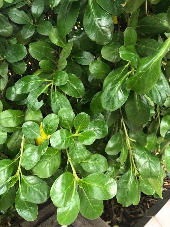 Coprosma plazivá 10