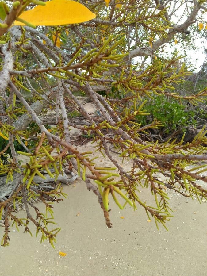 Excoecaria agallocha 5