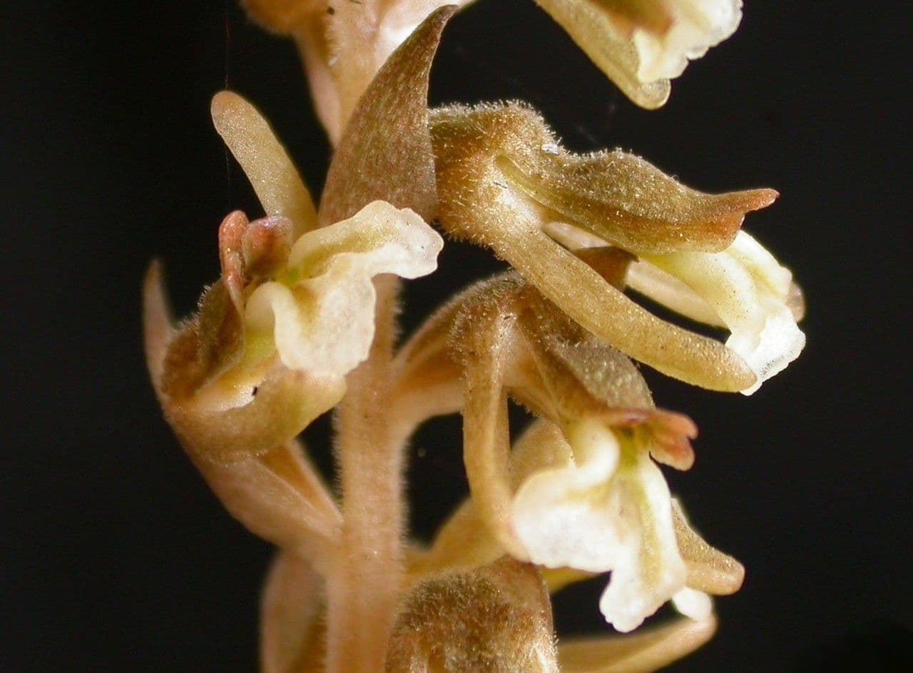 Cyclopogon 2