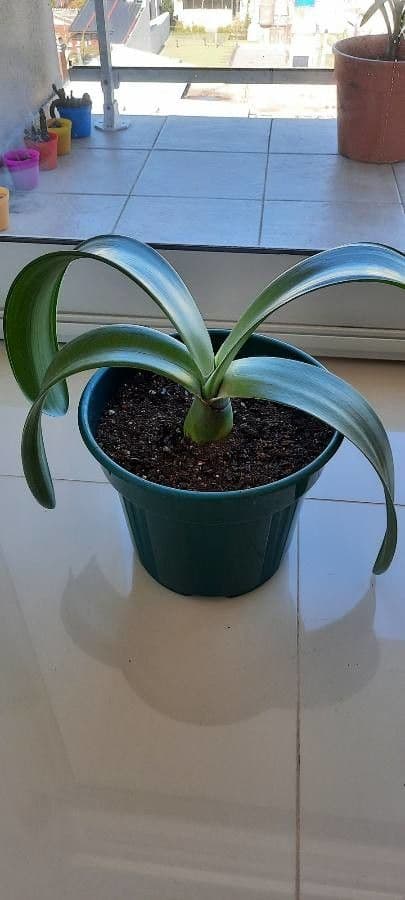 Haemanthus 10