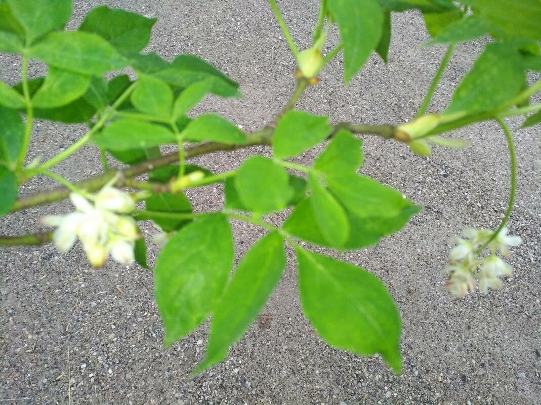 Staphylea pinnata 16