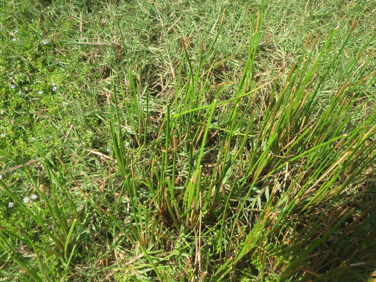Schuppenwalz 3